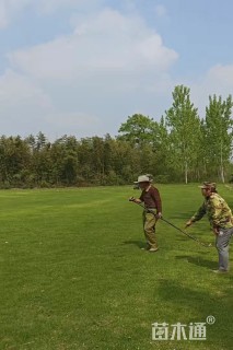 草卷状马尼拉草