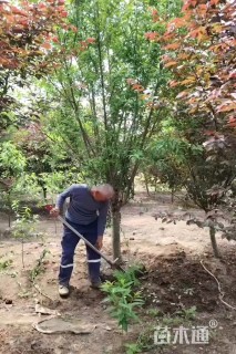 14公分山桃