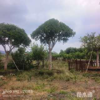 30公分造型石榴