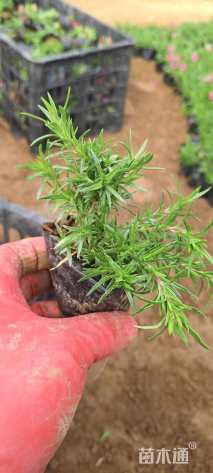 高度10厘米丛生福禄考