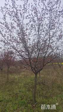 原生苗绚丽海棠