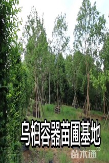 28公分乌桕
