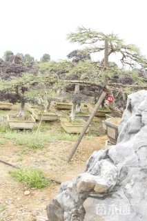 高度180厘米房产松