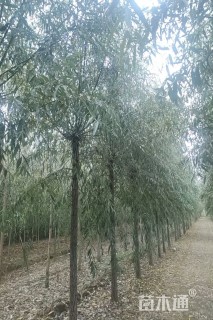 40公分旱柳