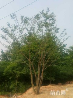 10公分丛生朴树
