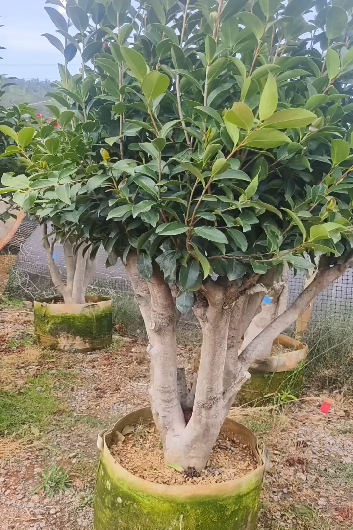 高度150厘米茶花