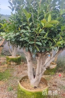 高度150厘米茶花