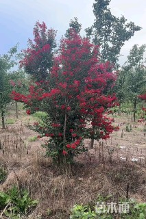 高度350厘米丛生紫薇