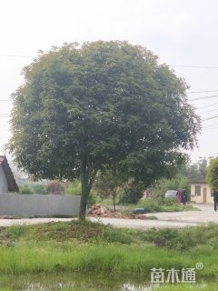 20公分桂花