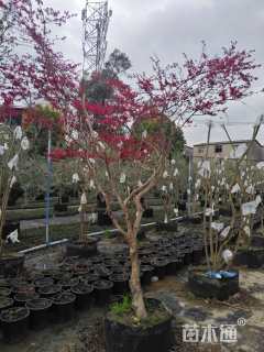 高度150厘米红花继木