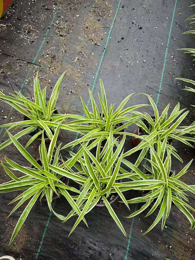 高度25厘米吊兰