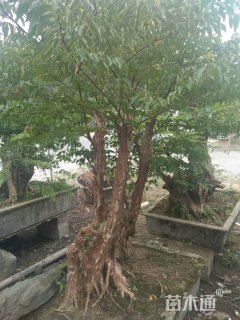 25公分造型紫薇