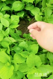 高度15厘米八仙花