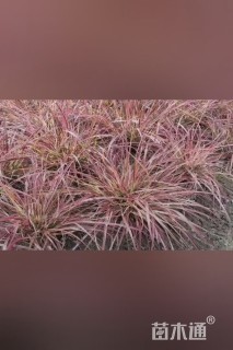 高度25厘米火焰狼尾草