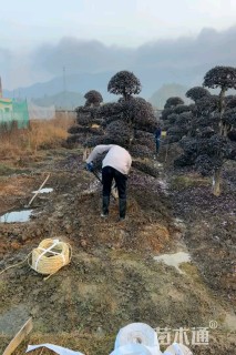 20公分造型红花继木桩