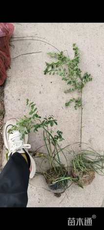 高度80厘米刺槐小苗