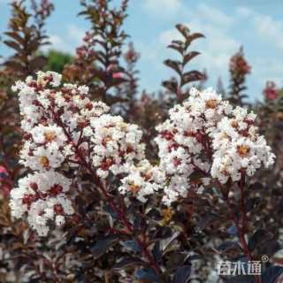 6公分白花紫薇