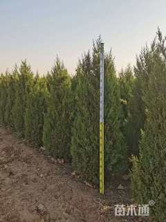 高度350厘米塔桧