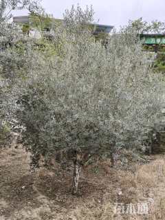 10公分橄榄树