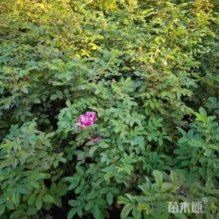 高度120厘米四季玫瑰
