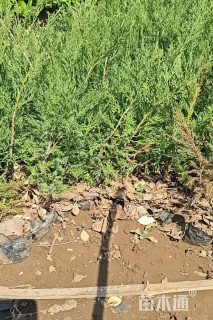 高度40厘米沙地柏