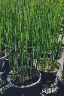 高度80厘米木贼