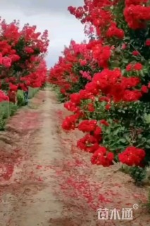 6公分红火箭紫薇