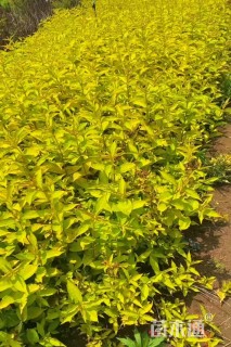 高度40厘米锦带