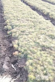 高度10厘米樟子松