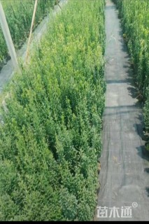 高度150厘米直立冬青