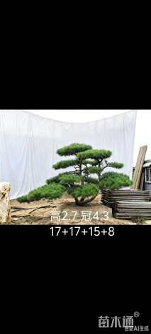30公分造型松
