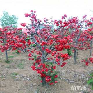 高度80厘米贴梗海棠