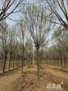 15公分秋紫白蜡