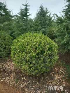冠幅120厘米卫矛球