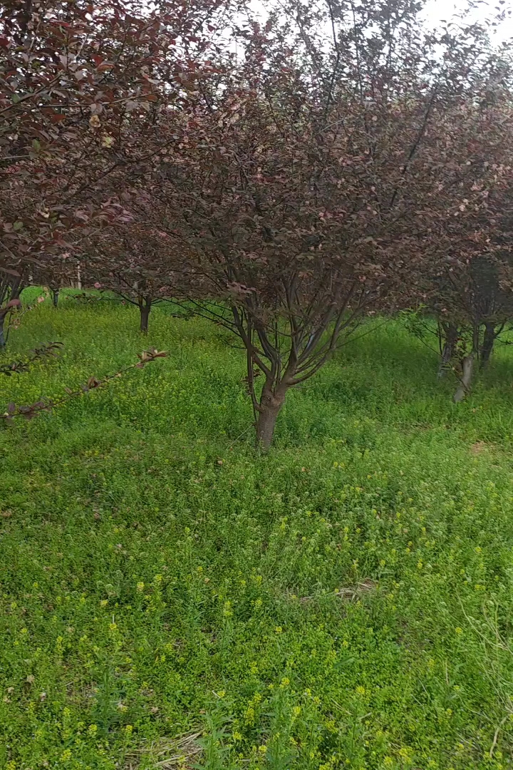 8公分榆叶梅