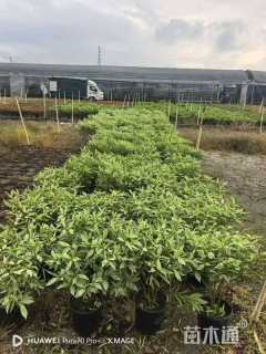 高度60厘米狗牙花