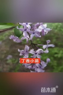 高度20厘米丁香