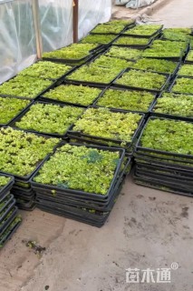 高度5厘米佛甲草