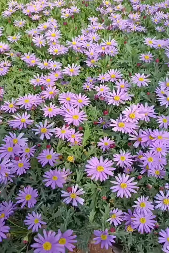 高度20厘米姬小菊