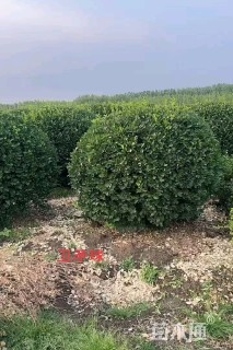 冠幅250厘米卫矛球