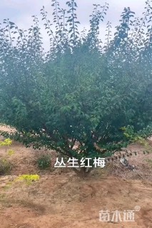 12公分骨里红梅