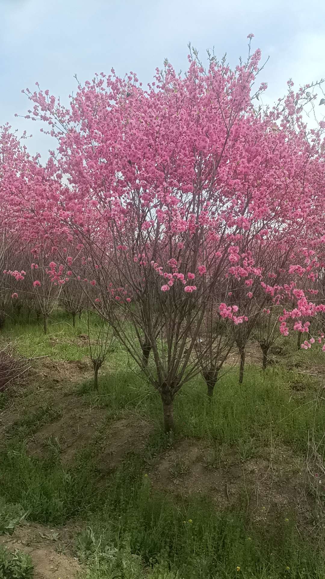 8公分菊花碧桃
