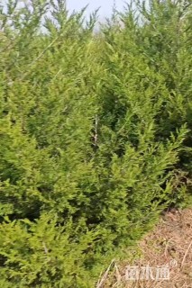 高度250厘米丛生紫薇