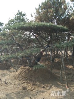 高度200厘米油松