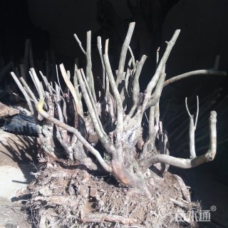 高度120厘米映山红