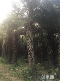裸干高400厘米银海枣
