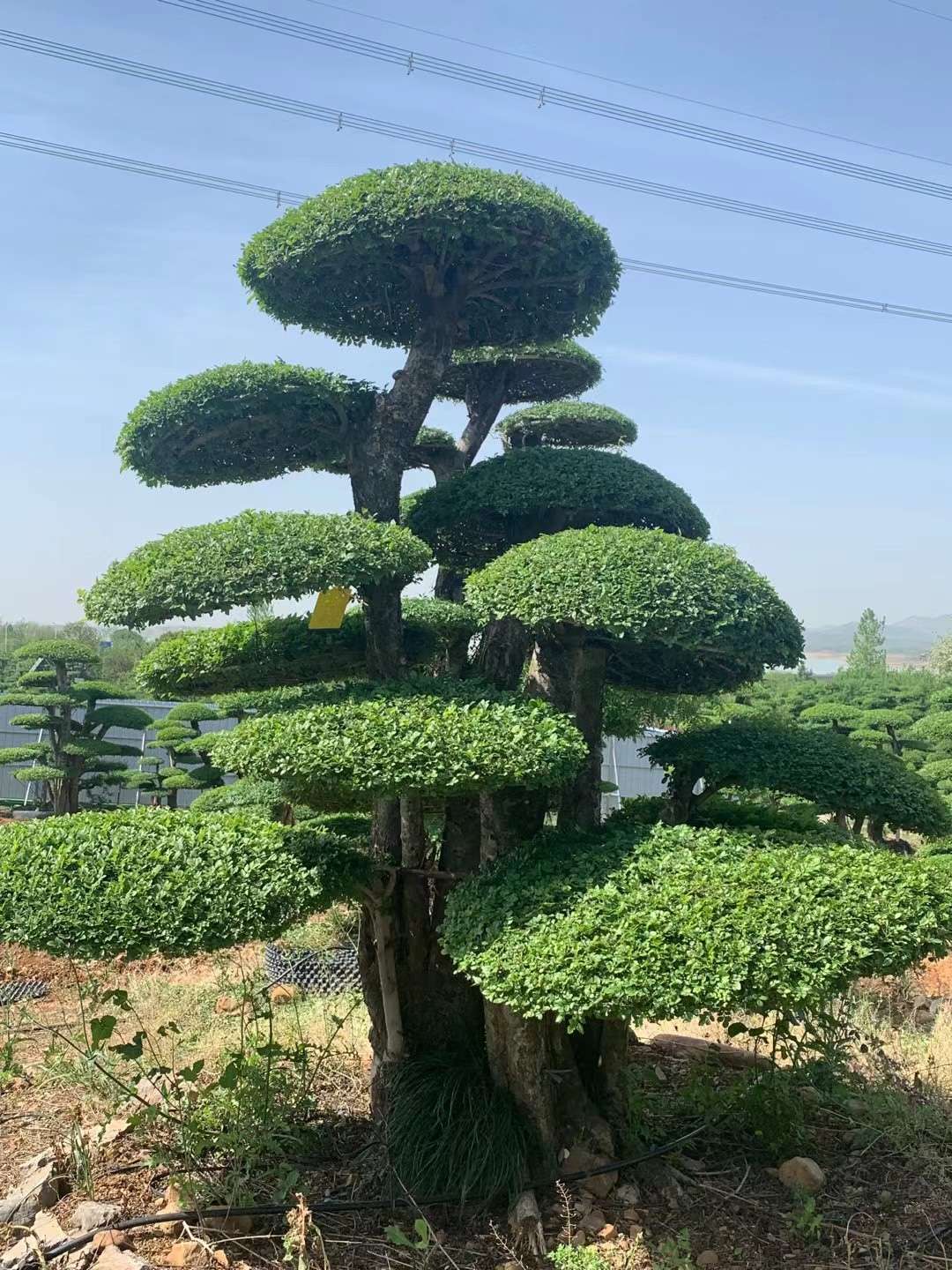 150公分造型对节白蜡