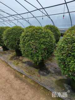 冠幅1000厘米月季花球
