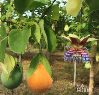 主蔓长5厘米西番莲