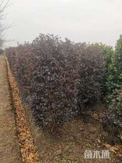 高度120厘米红花继木柱